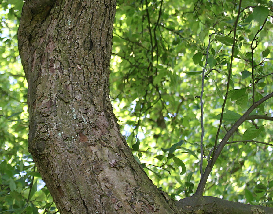 Изображение особи Malus baccata.