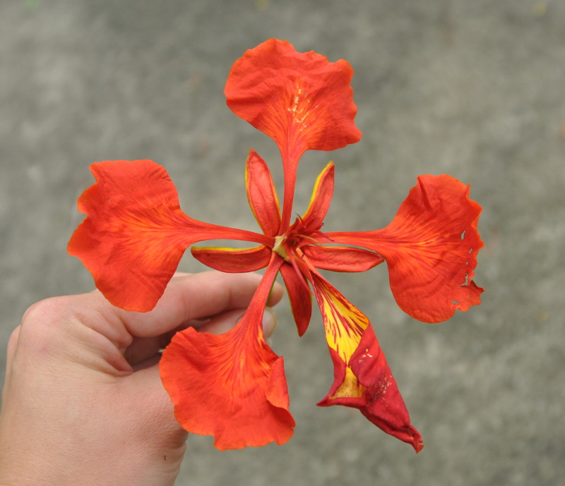 Image of Delonix regia specimen.