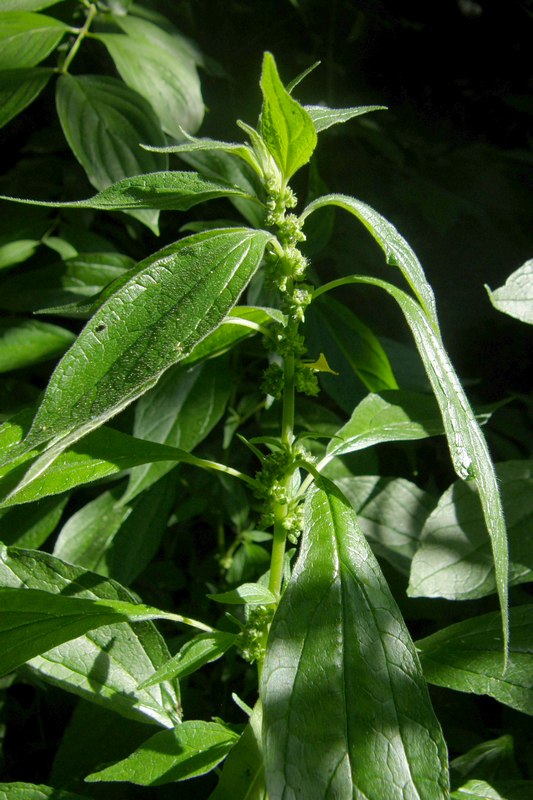 Image of Parietaria officinalis specimen.