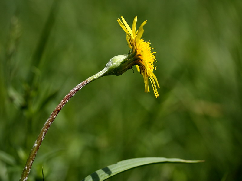 Image of Scorzonera humilis specimen.