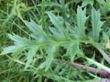 Carlina acaulis