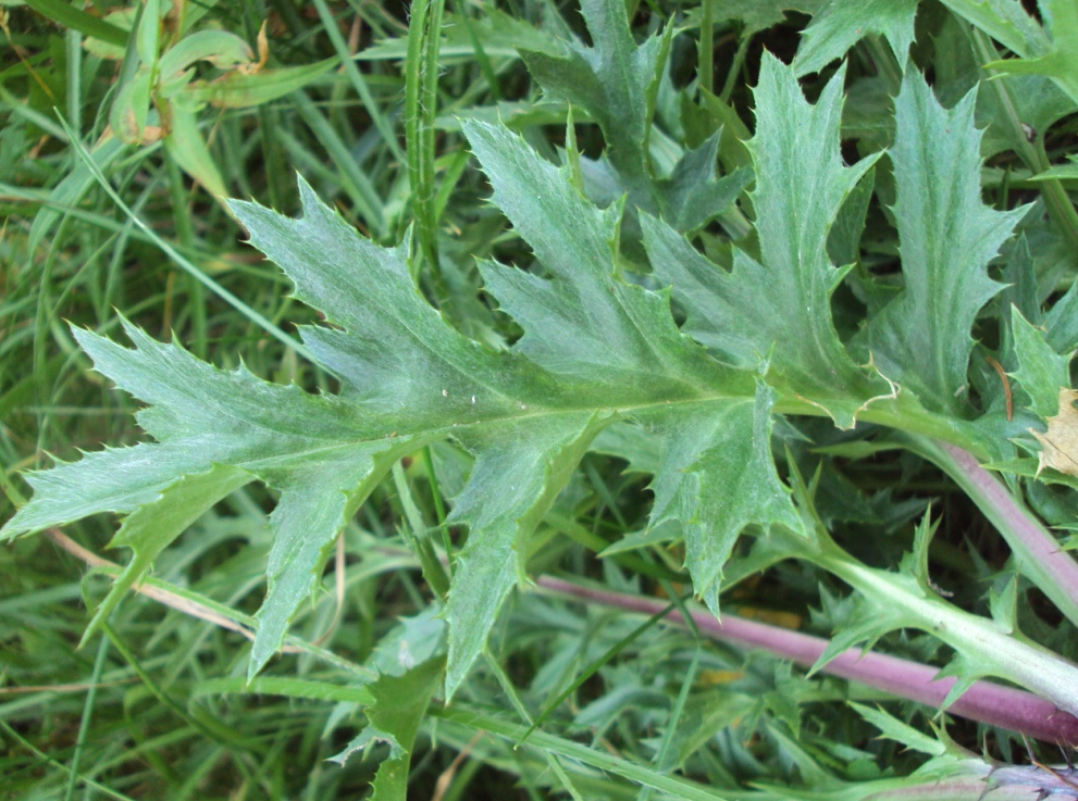 Изображение особи Carlina acaulis.