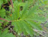 Potentilla acervata