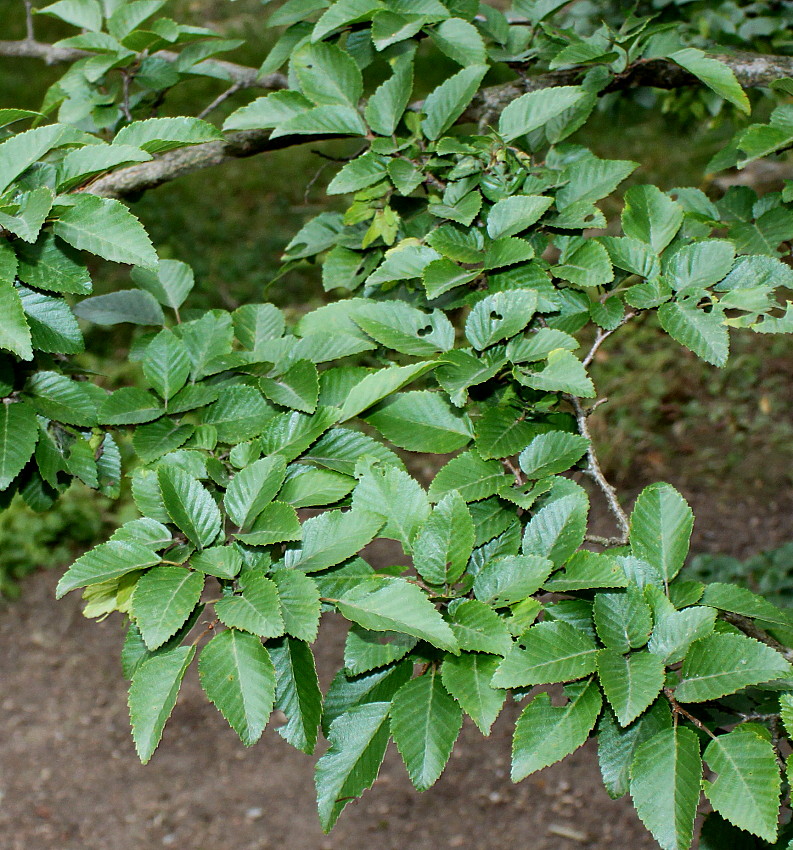 Изображение особи Carpinus turczaninowii.