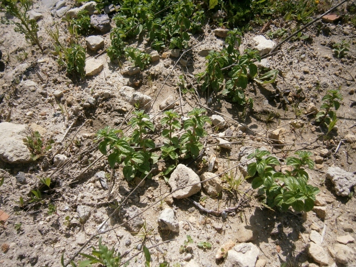 Image of Mentha pulegium specimen.