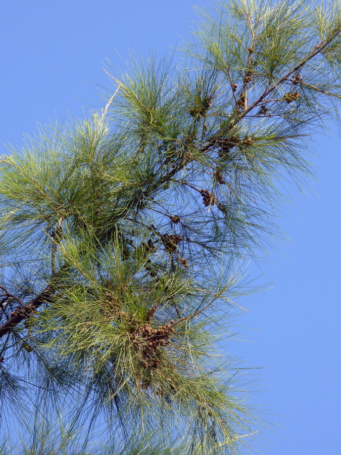 Изображение особи Casuarina equisetifolia.