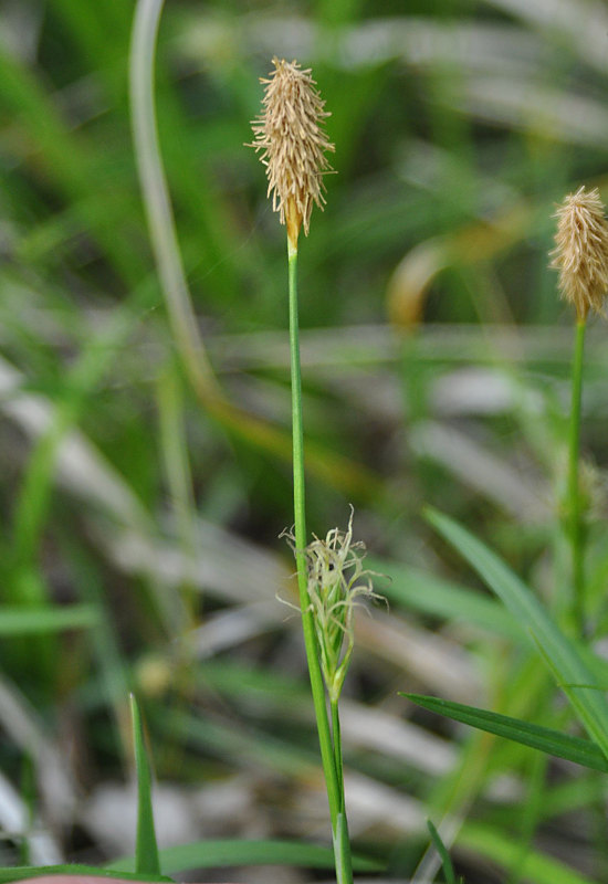 Изображение особи Carex michelii.