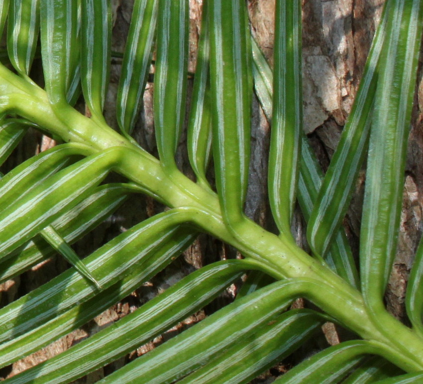 Image of Cunninghamia lanceolata specimen.