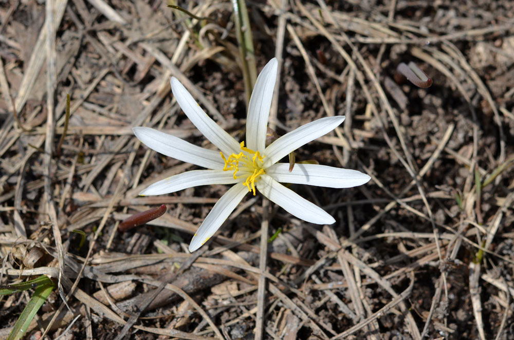 Изображение особи Colchicum kesselringii.