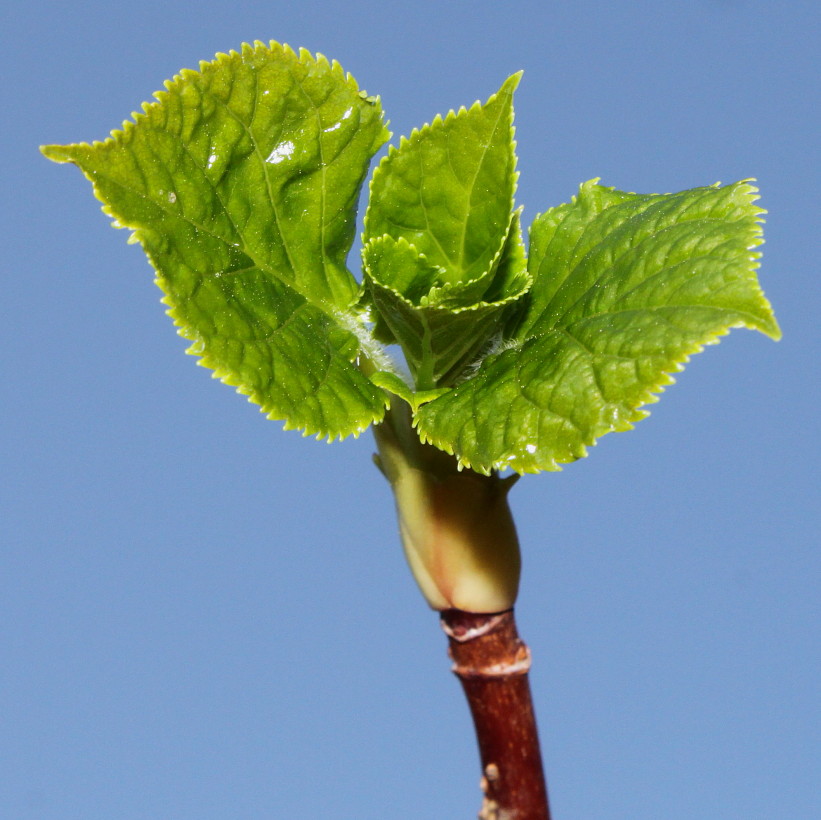 Image of Hydrangea petiolaris specimen.