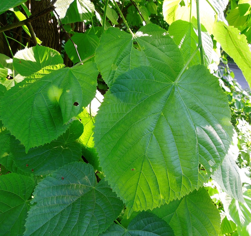 Image of genus Tilia specimen.