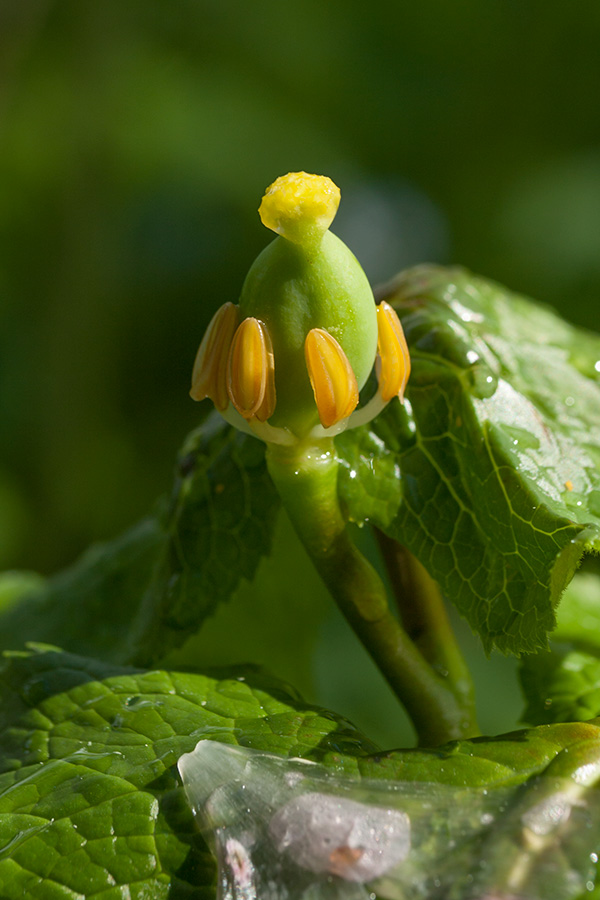 Изображение особи Sinopodophyllum hexandrum.