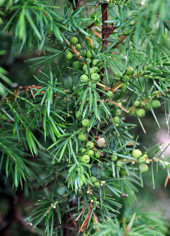 Image of Juniperus communis specimen.