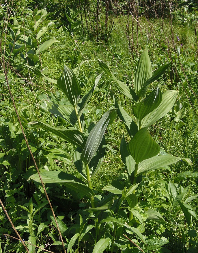 Изображение особи Veratrum lobelianum.