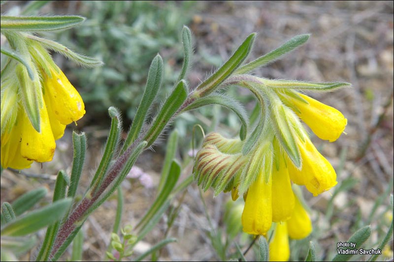 Image of Onosma taurica specimen.