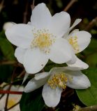 Philadelphus coronarius. Цветки. Германия, г. Дюссельдорф, Ботанический сад университета. 03.06.2014.