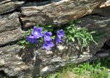 Campanula saxifraga. Цветущее растение. Карачаево-Черкесия, гора Мусса-Ачитара, каменистый склон (выс. около 3000 м н.у.м.). 31.07.2014.