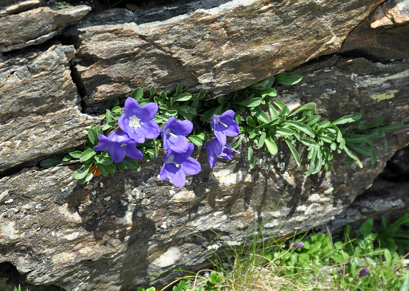 Image of Campanula saxifraga specimen.