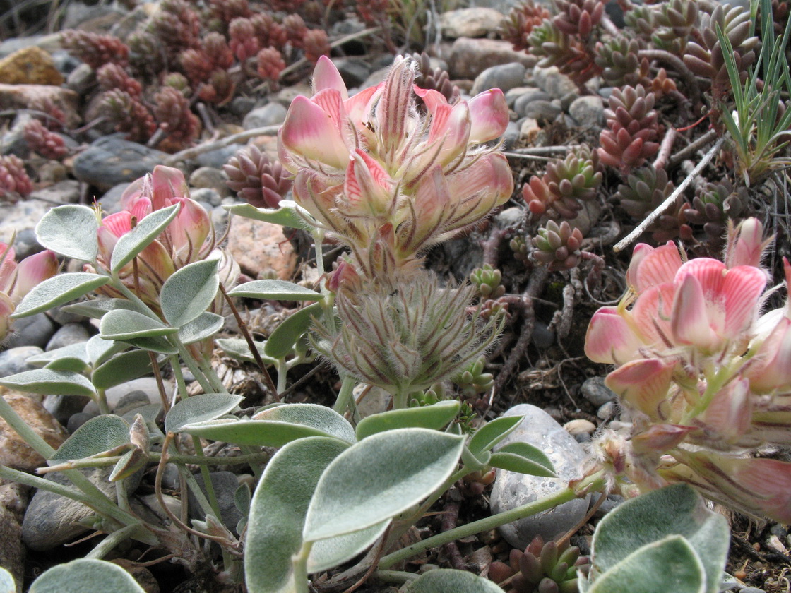 Image of Hedysarum acutifolium specimen.