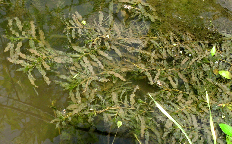 Image of Potamogeton crispus specimen.