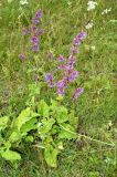 Salvia verticillata