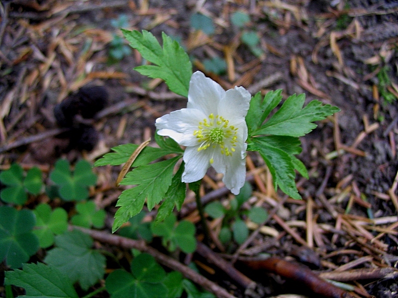 Изображение особи Anemone nemorosa.