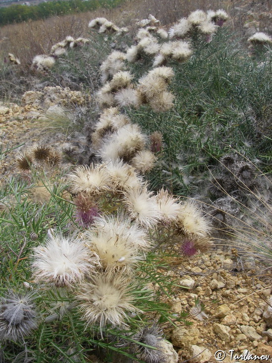 Image of Lamyra echinocephala specimen.