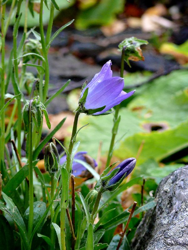 Image of Campanula biebersteiniana specimen.