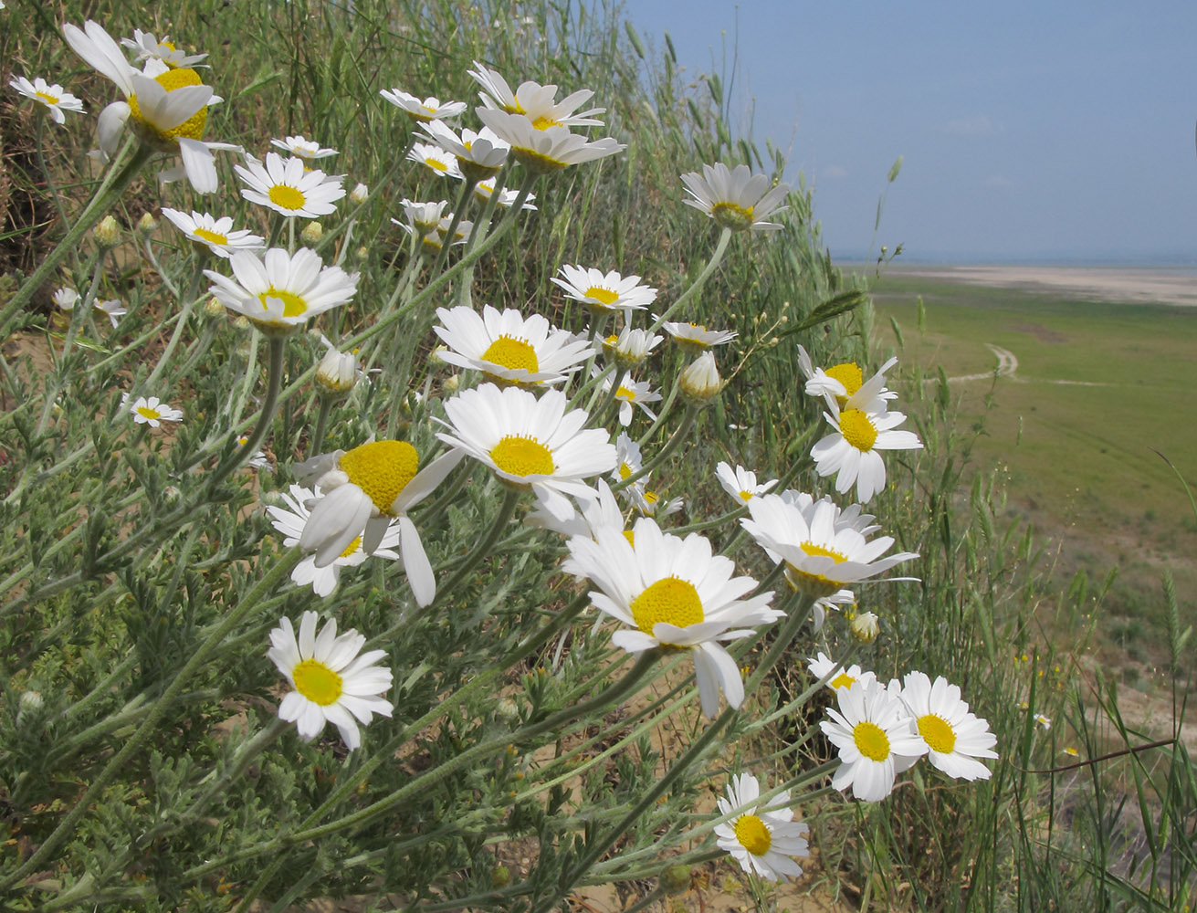 Травы краснодарского края. Anthemis ruthenica. Степные растения Кубани. Травы степей Краснодарского края. Степная Флора Кубани.