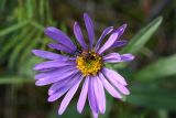 Aster alpinus. Корзинка с сидящим усачиком Стенуреллой двухполосой (Stenurella bifasciata). Иркутская обл., Ольхонский р-н, побережье Малого Моря (оз. Байкал), окр. мы-са Улан-Ханский, опушка леса. 11.07.2015.