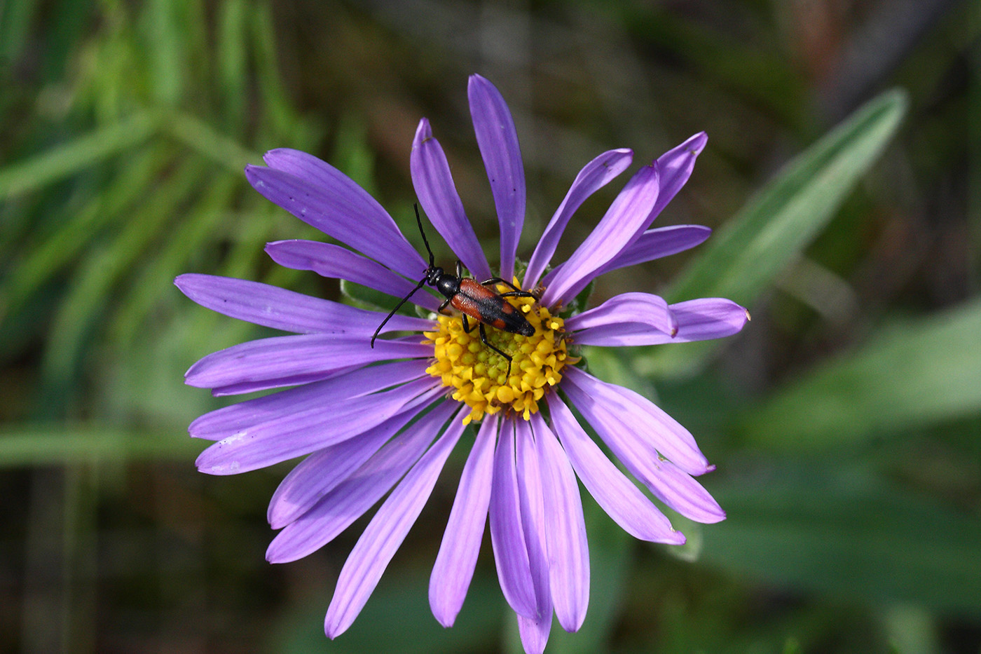 Image of Aster alpinus specimen.