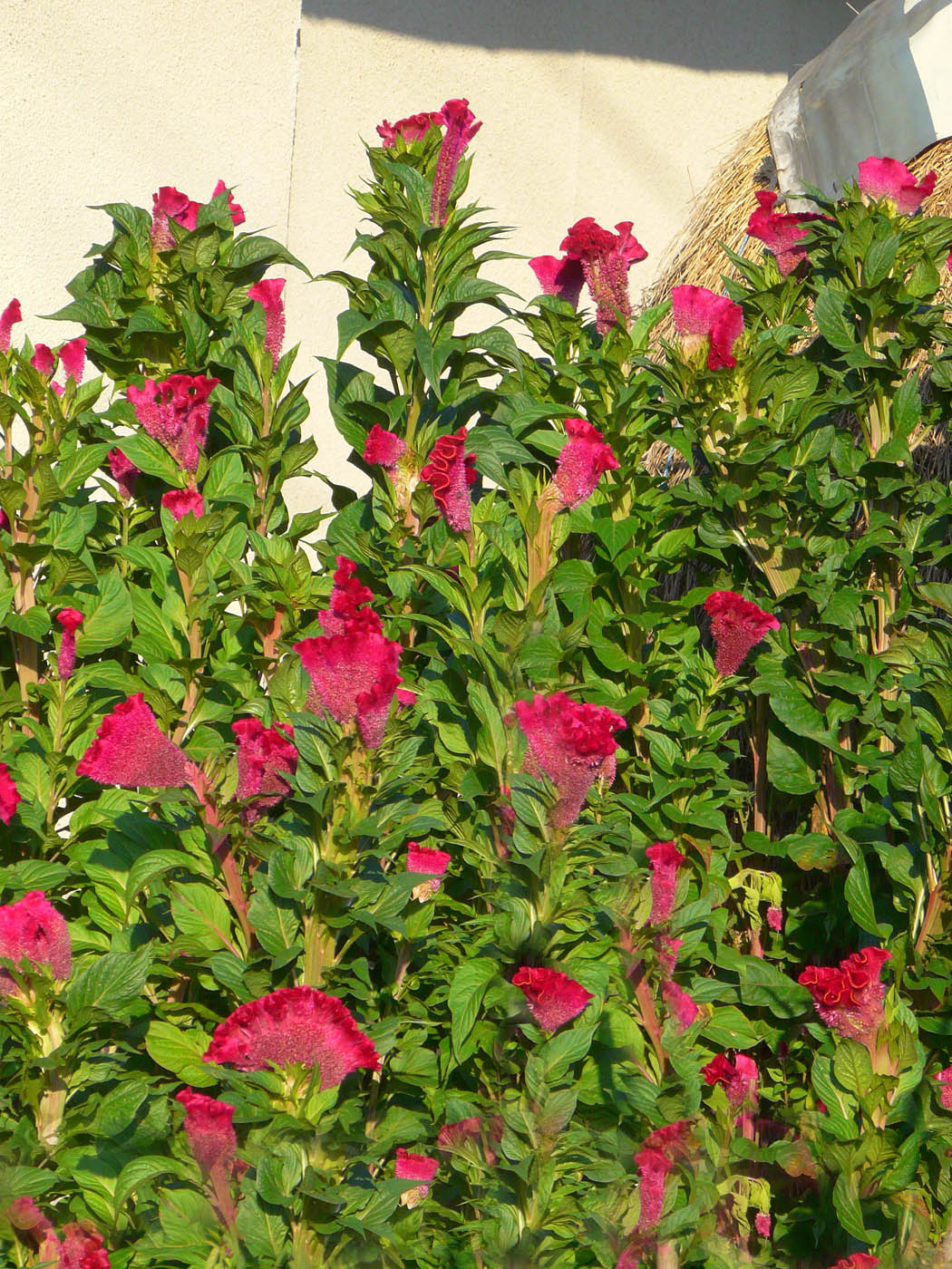 Image of Celosia cristata specimen.