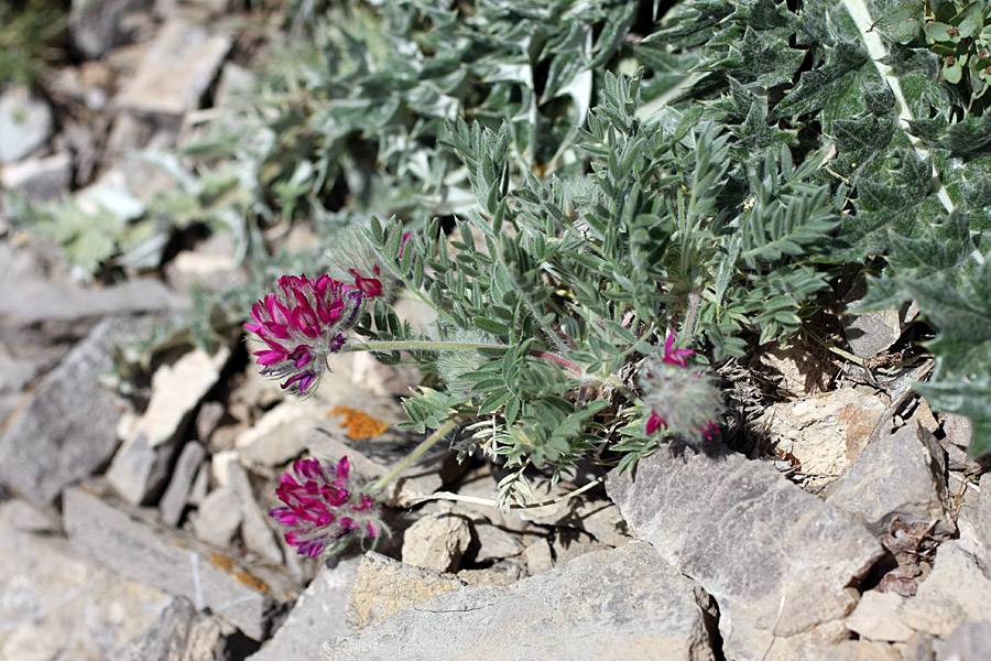 Изображение особи Oxytropis trichocalycina.