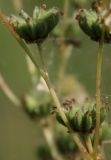 Filipendula vulgaris. Плоды. Белгородская обл., окр. пос. Борисовка, \"Острасьев яр\". 30.06.2009.