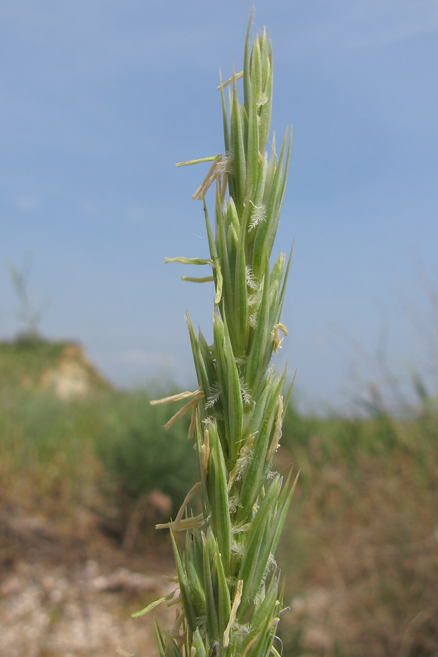 Image of Leymus racemosus ssp. sabulosus specimen.