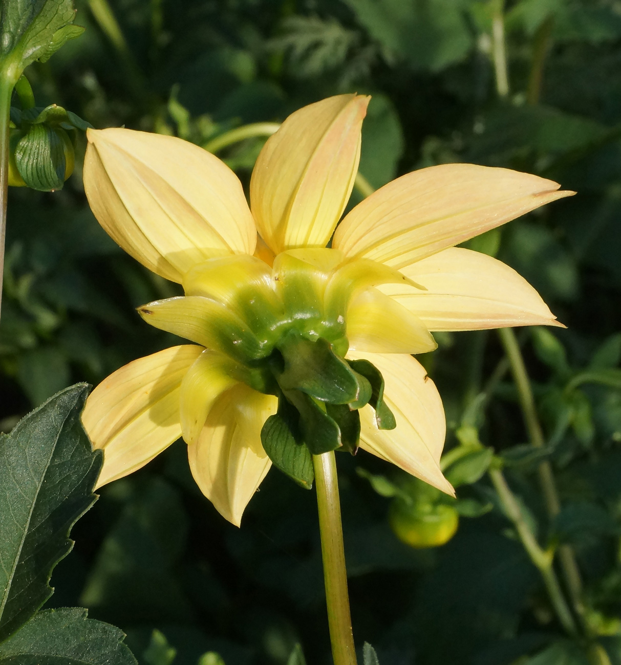 Изображение особи Dahlia pinnata.