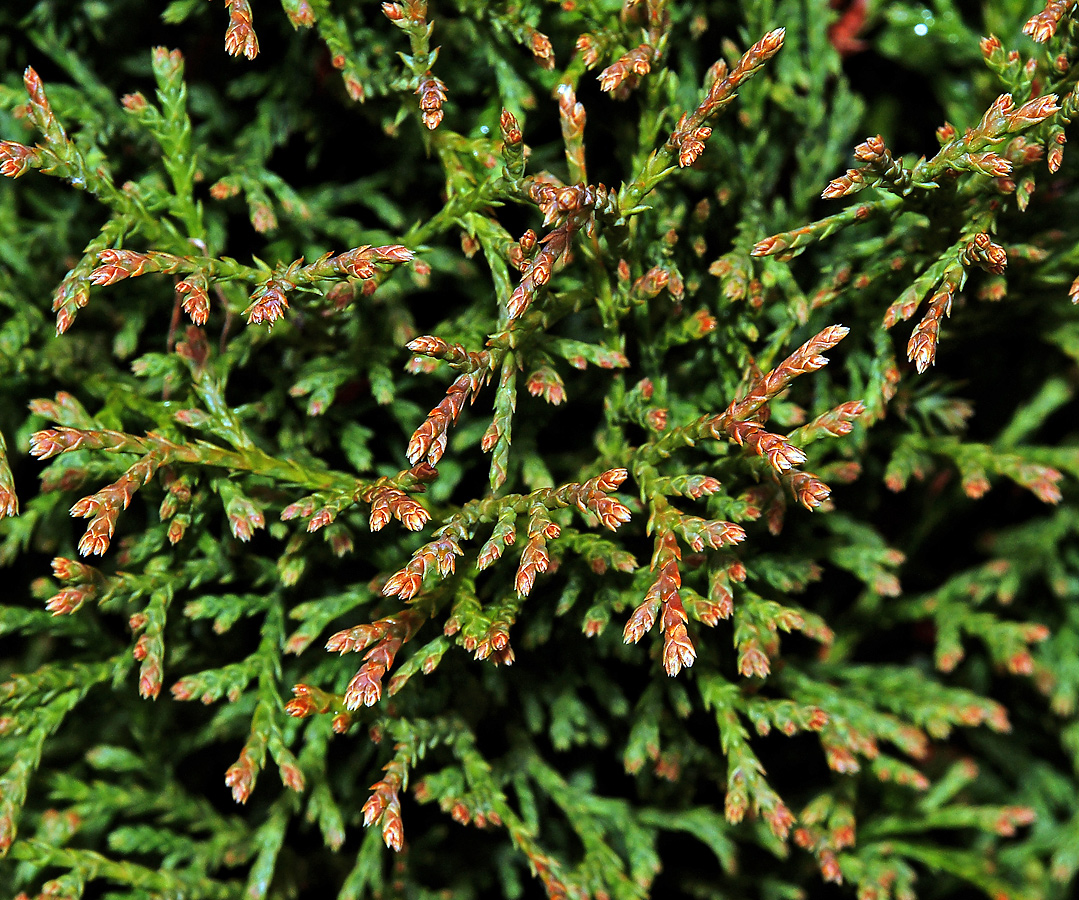 Image of Thuja occidentalis specimen.