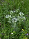 Eryngium giganteum