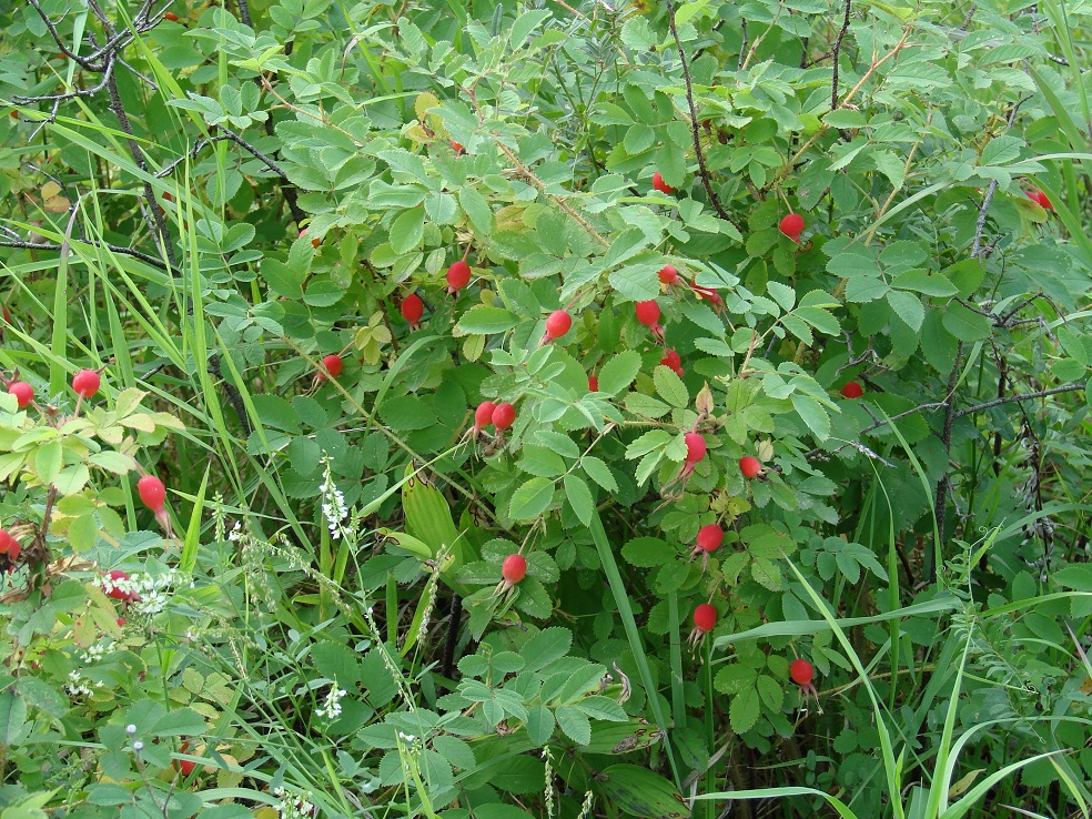 Image of Rosa acicularis specimen.