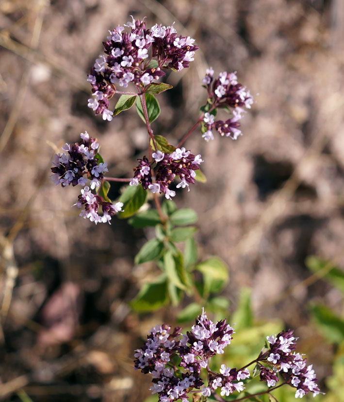 Image of Origanum vulgare specimen.