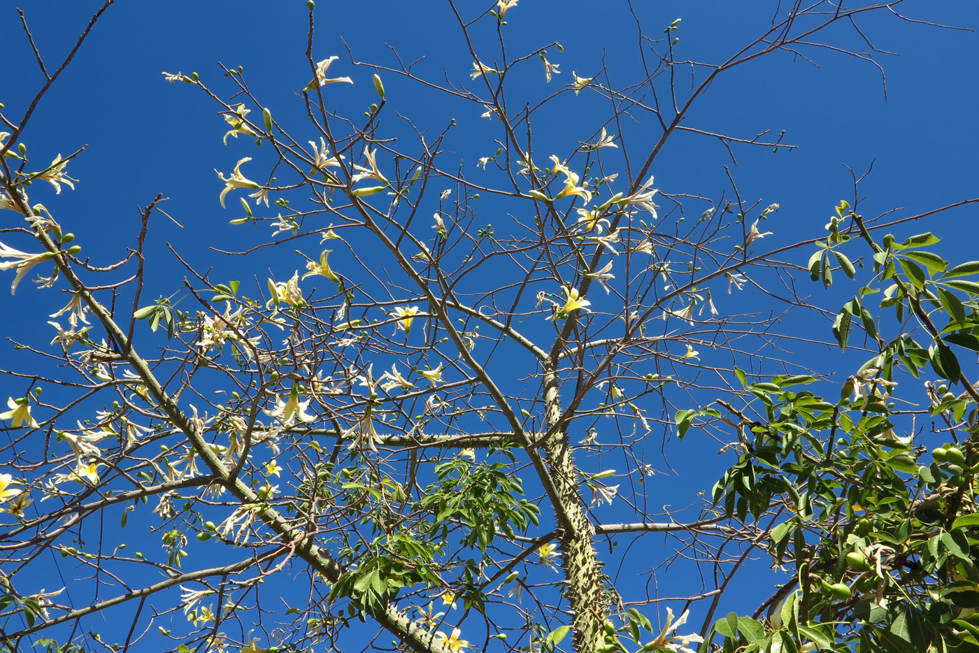 Image of Ceiba insignis specimen.