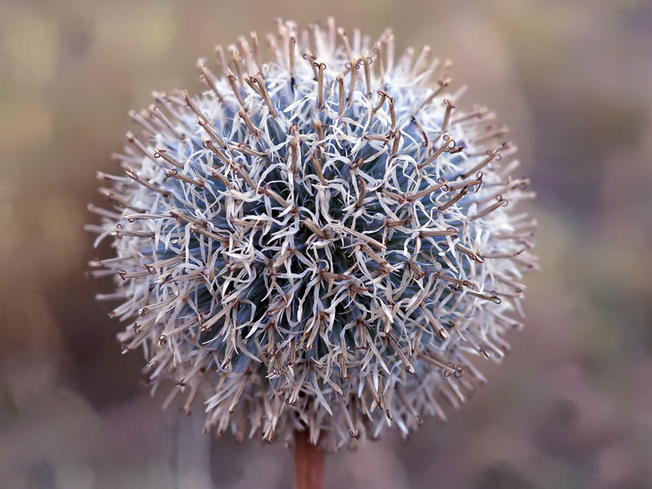 Изображение особи Echinops chantavicus.