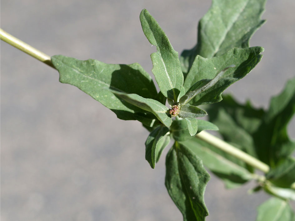 Image of Atriplex tatarica specimen.