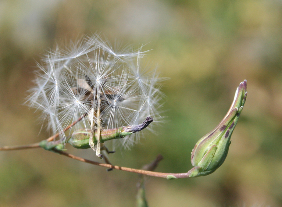 Image of Lactuca serriola specimen.