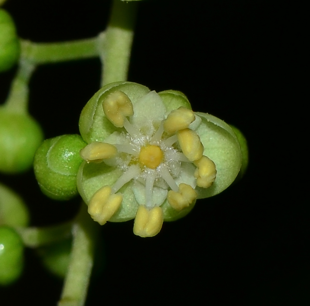 Image of Cupaniopsis anacardioides specimen.