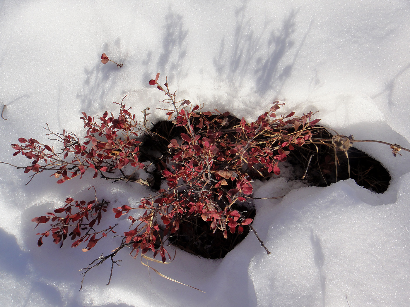 Image of Vaccinium uliginosum specimen.