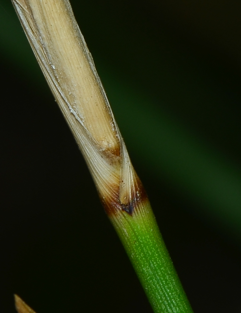 Image of Juncus arabicus specimen.