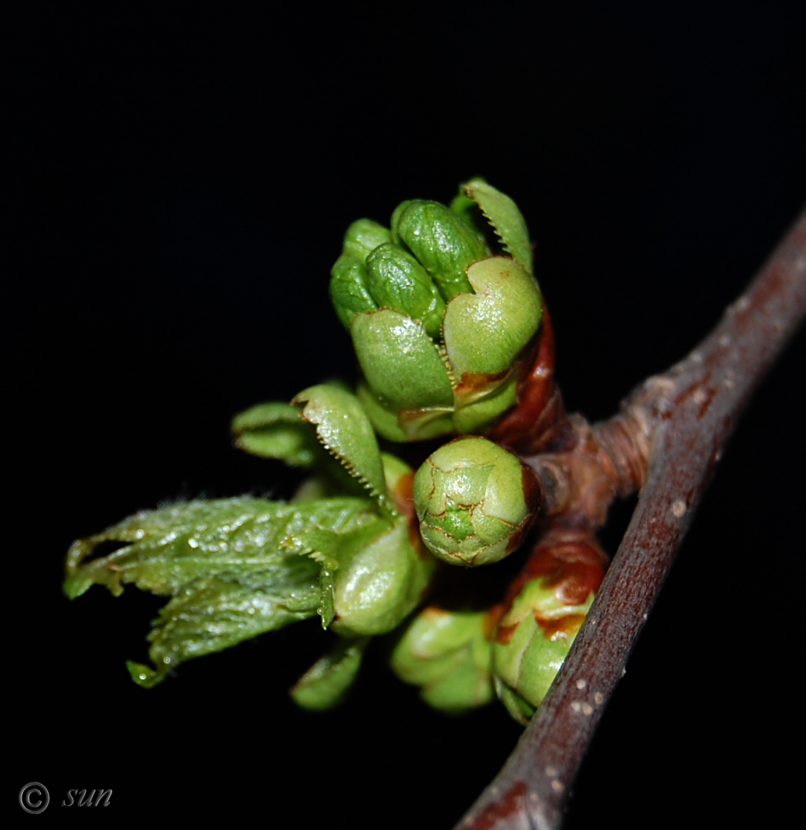 Image of Cerasus avium specimen.