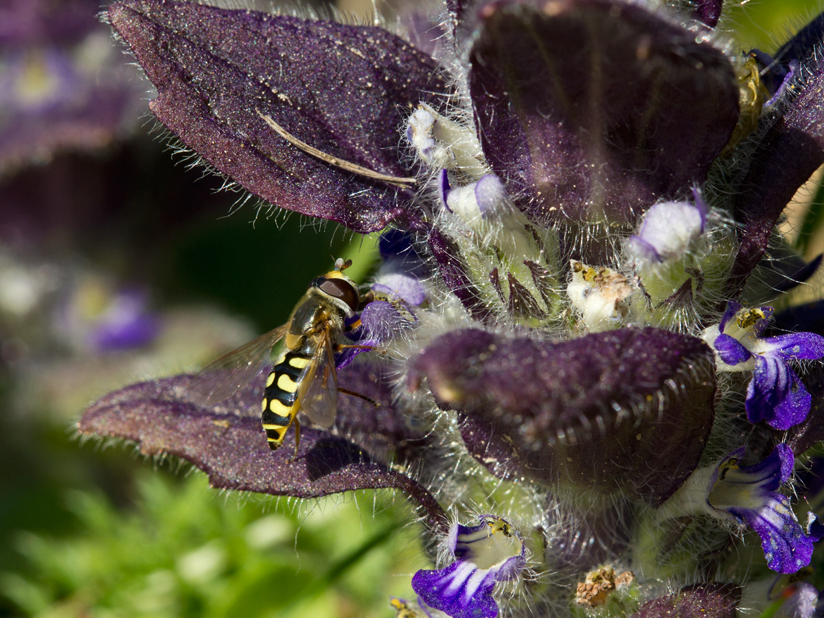 Image of Ajuga pyramidalis specimen.