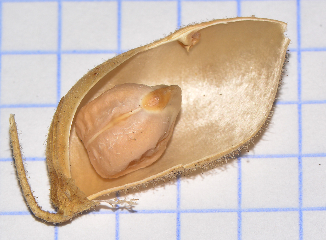 Image of Cicer arietinum specimen.
